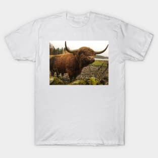 Scottish Highland Cattle Bull 2144 T-Shirt